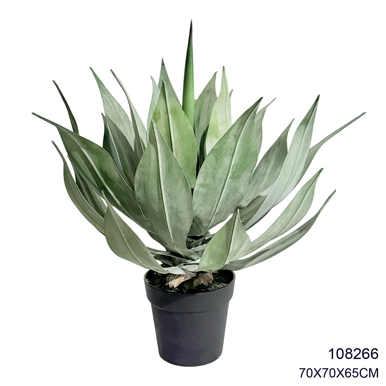 Indoor/Outdoor Plant