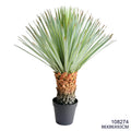 Indoor/Outdoor Plant