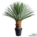 Indoor/Outdoor Plant