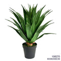 Indoor/Outdoor Plant
