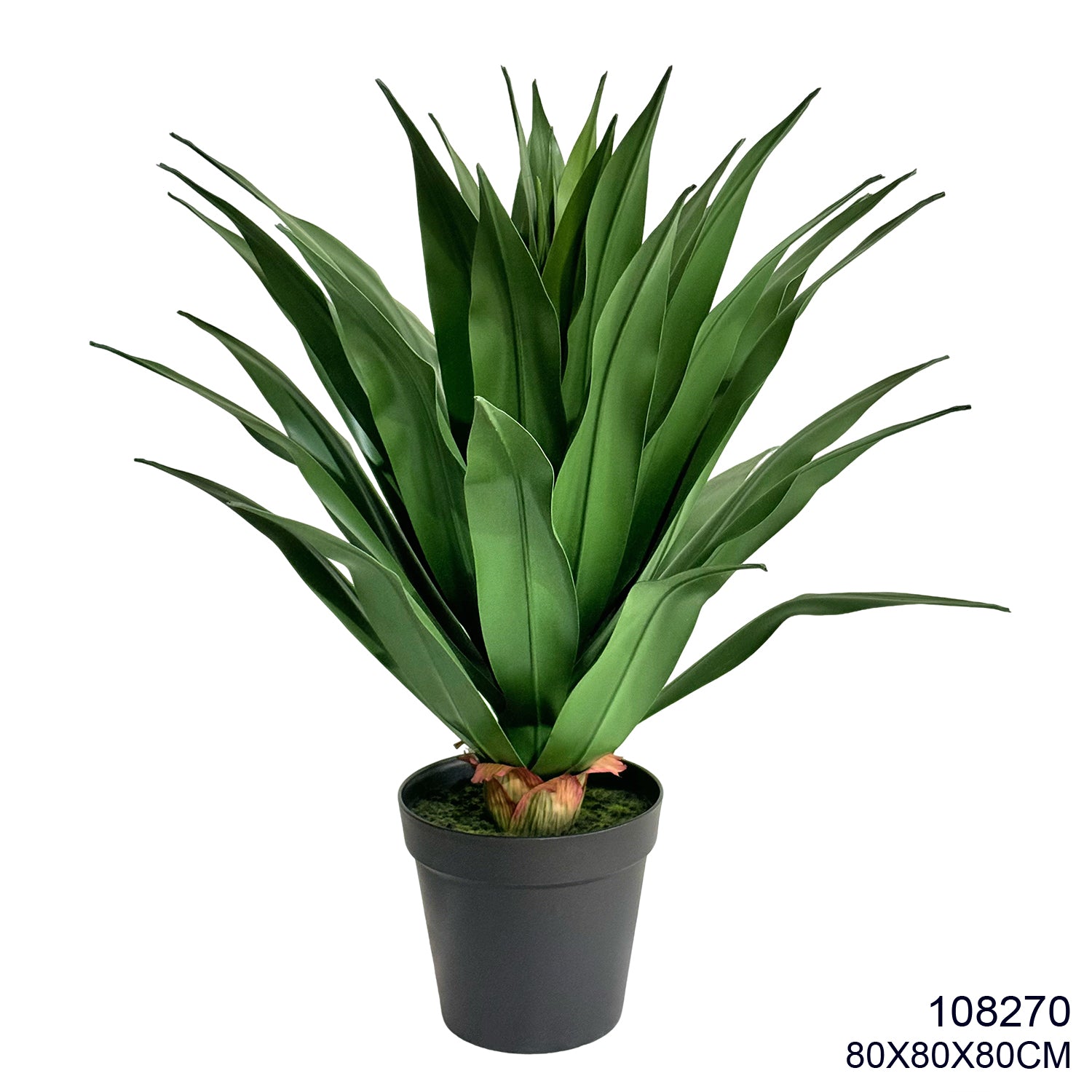 Indoor/Outdoor Plant