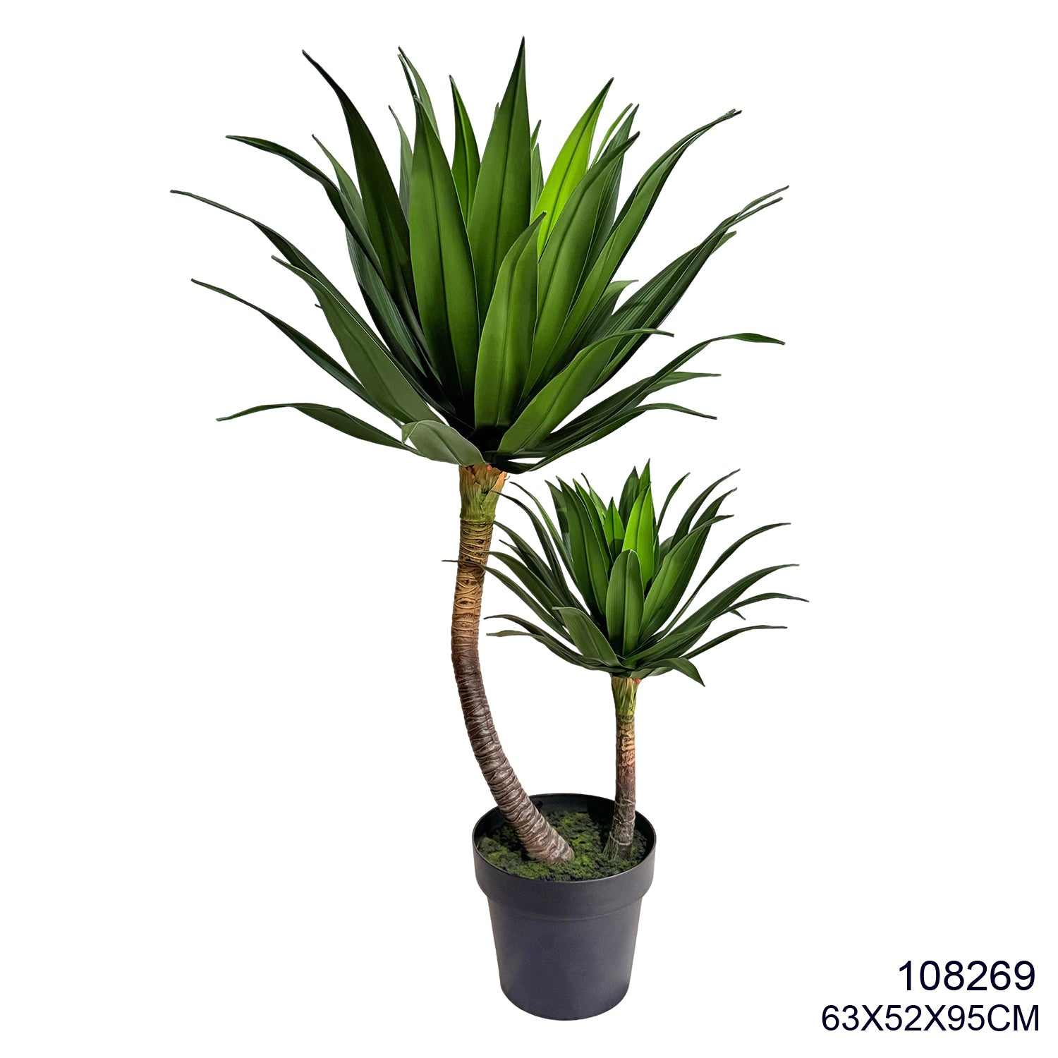 Indoor/Outdoor Plant