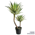 Indoor/Outdoor Plant