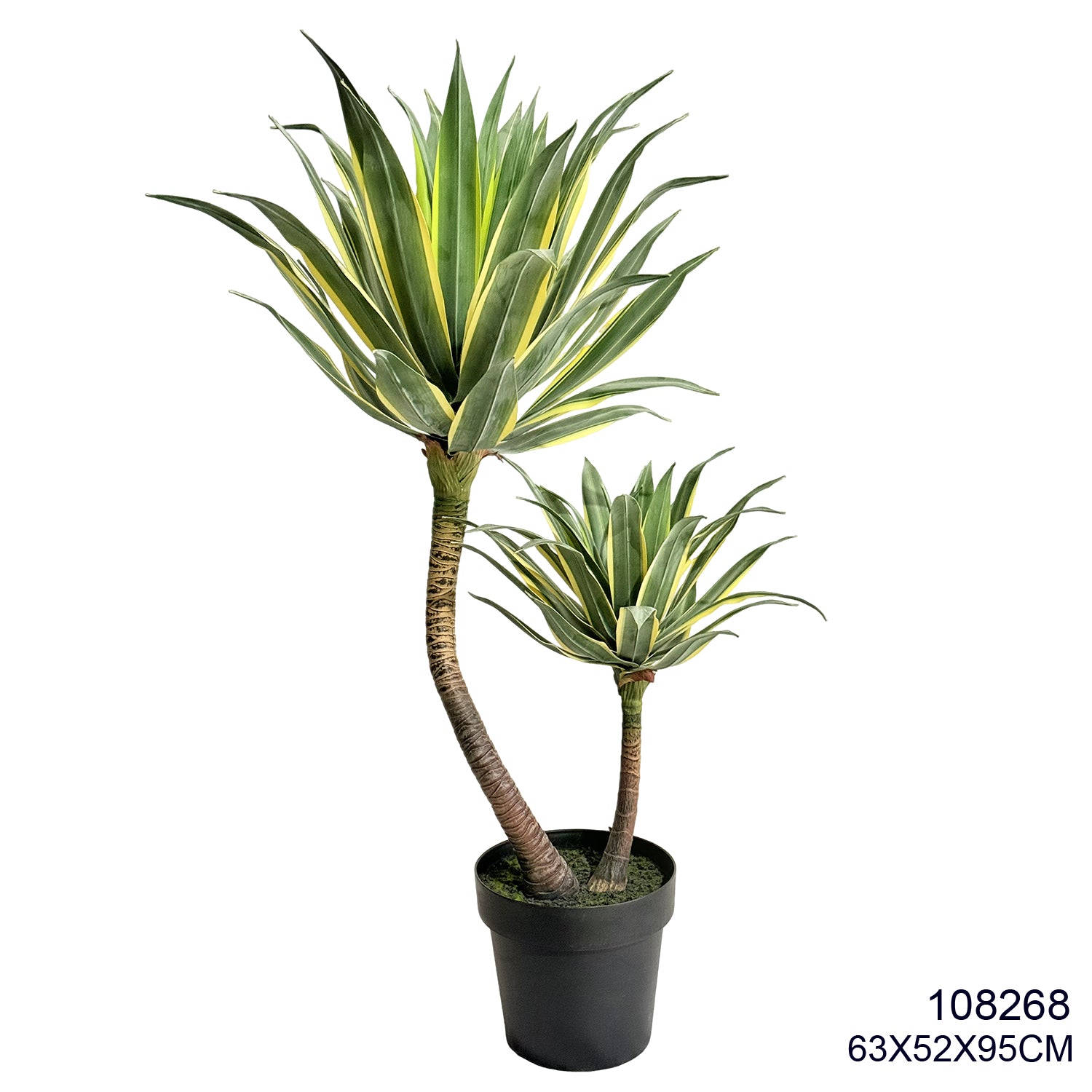 Indoor/Outdoor Plant